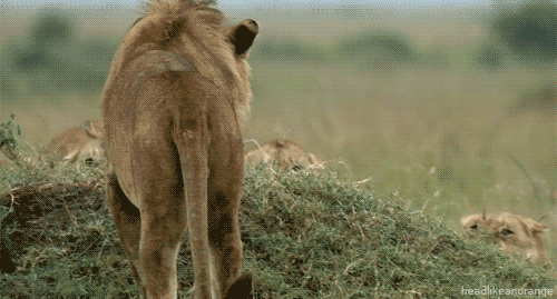 lion-gif-animation-11